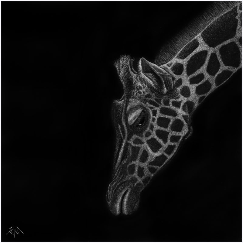 Giraffe1