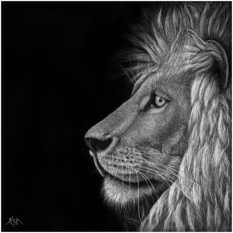 Lion2