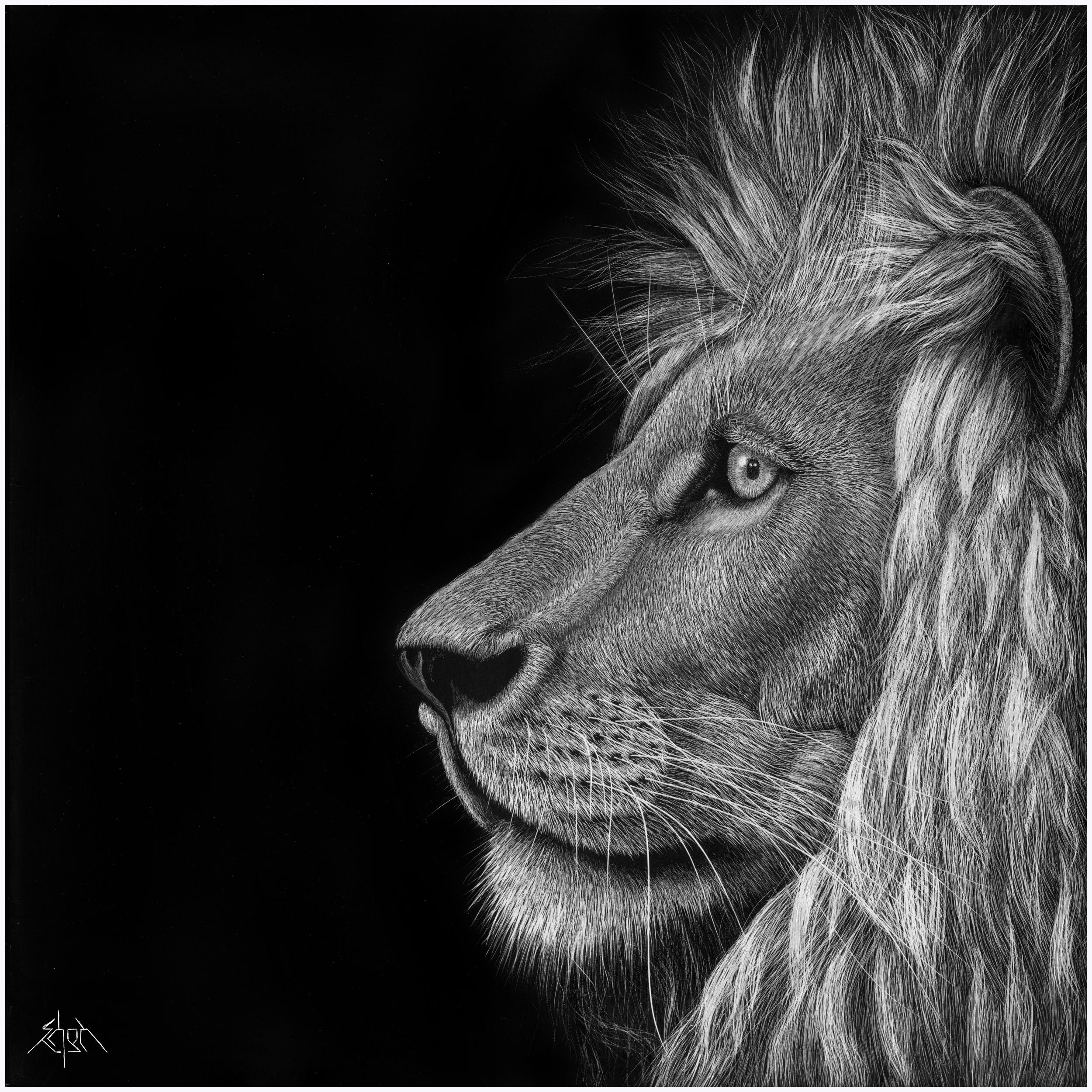 Lion2