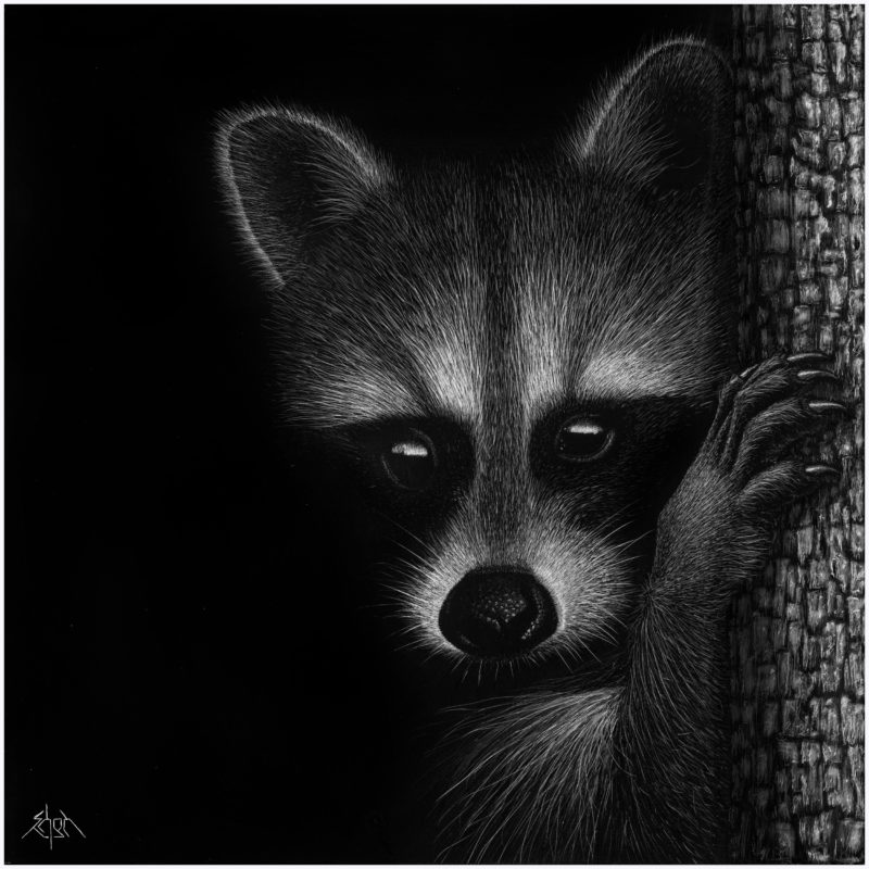 Raccoon